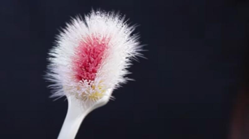 A screenshot from Colgate's ‘Indianis Dentris’ campaign. 